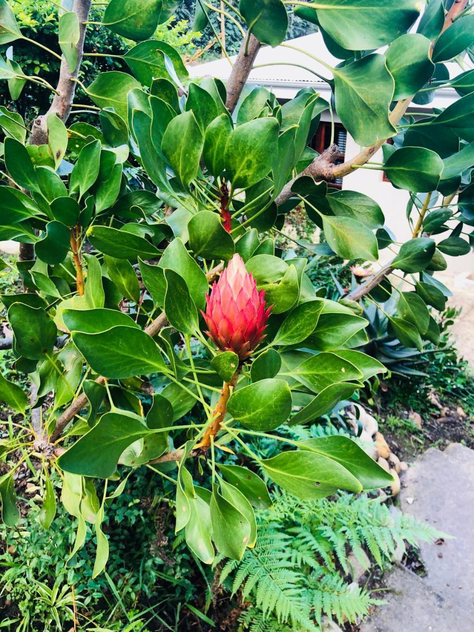 11 Protea Villa Knysna Bagian luar foto