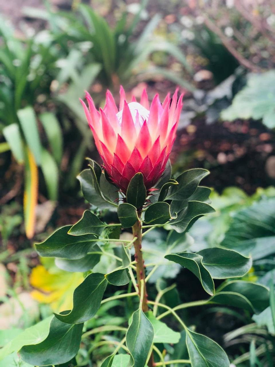 11 Protea Villa Knysna Bagian luar foto